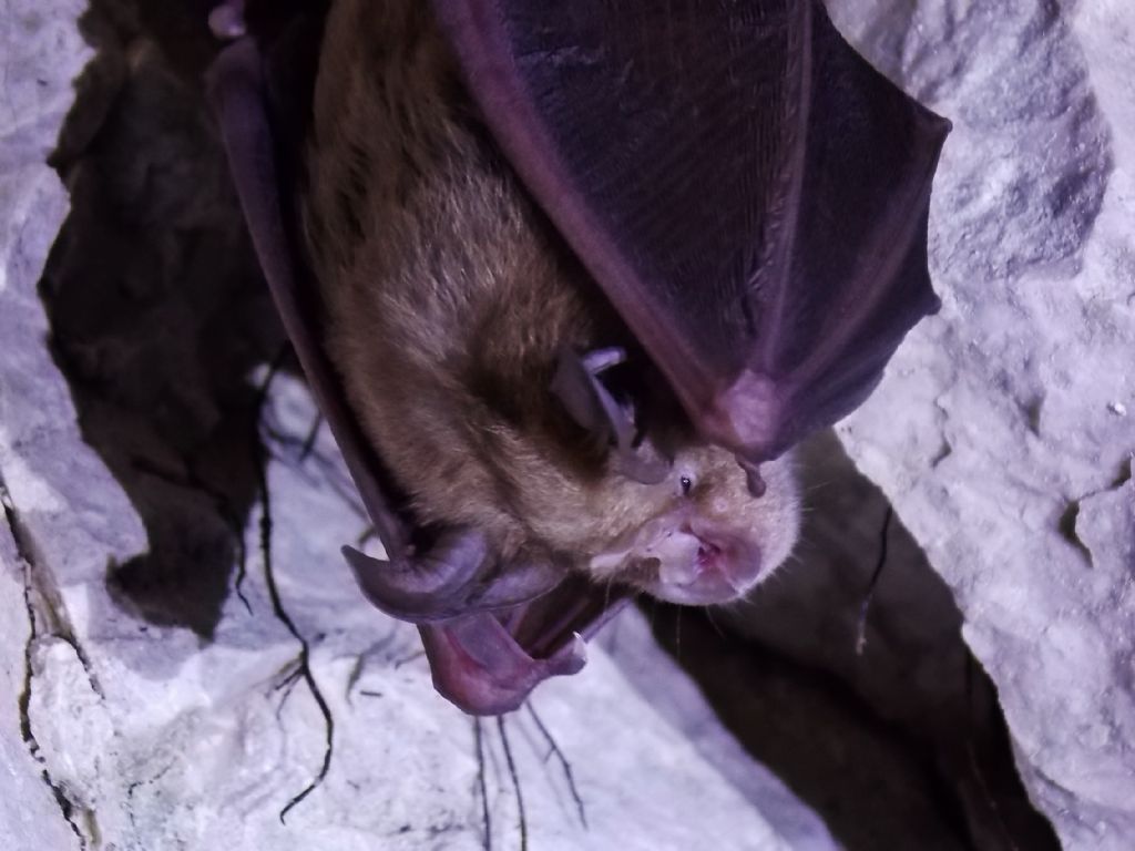 Pipistrello da identificare